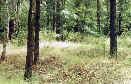 Тухоля - место, где находился лагерь для пленных красноармейцев