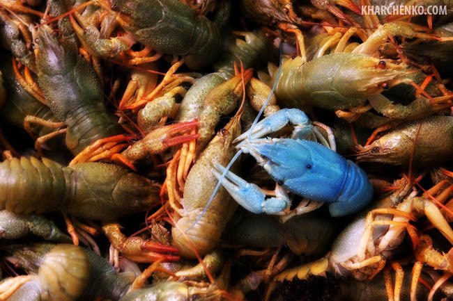 ������� ���